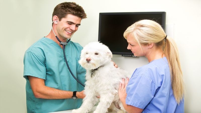 Why You Should Bring Your Pet to a Veterinarian in Mckinley Park